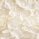 Martha Stewart Basic Butter Cookie Dough